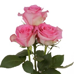 Rosa Gr Sweet Unique ( Свеет Уник ) В60 Rosa Prima
