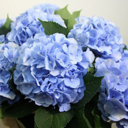 Hydrangea Blue Pale (Гортензия Блу Пале) В60