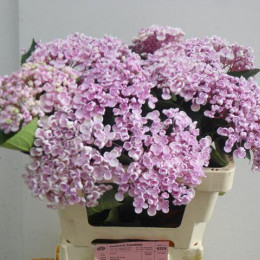 Hydrangea popcorn pink (Гортензия попкорн пинк) В50