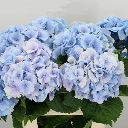 Hydrangea lollipop blue (Гортензия Лоллипоп блу) В40