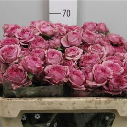 Rosa Tr Hype (Роза куст Хайп) В70
