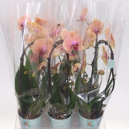 Цветок фаленопсиса Carrbean Dream 1 голос ( Phalaenopsis Flow Carrbean Dream 1 stem ) W 12 см H 45 с