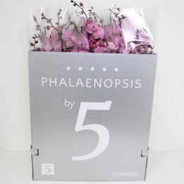 Фаленопсис в Праге 3 голоса ( Phalaenopsis An Prague 3 stem ) W 12 см H 70 см