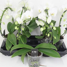 Фаленопсис различный белый лук 2 стебля ( Phalaenopsis Divers White Boog 2 stem ) W 12 см H 40 см