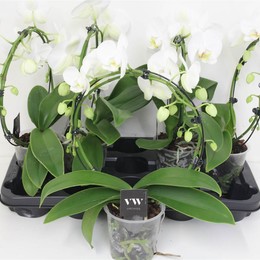 Фаленопсис Ов Белая Зеркальная Арка 2 стебля ( Phalaenopsis Ov White Spiegelboog 2 stem ) W 12 см H