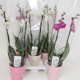 Фаленопсис Смешанный Валентин Керамический # ( Phalaenopsis Mixed Valentine Ceramic # ) W 12 см H 55