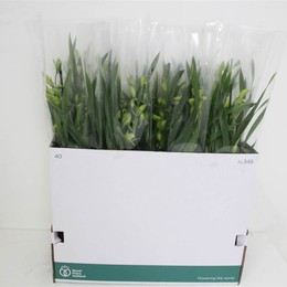 Цимбидиум ОВ зеленый 2 стебля ( Cymbidium Ov Green 2 stem ) W 14 см H 70 см