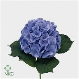 Hydrangea bodensee blue (Гортензия Боденс Блу) В60