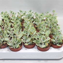 Каланхоэ круглолистное ( Kalanchoe Rotundifolie ) W 5 см H 8 см