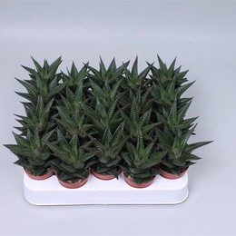 Хавортия Лимифолия ( Haworthia Limifolia ) W 5 см H 10 см