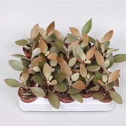 Каланхоэ Оргиалис ( Kalanchoe Orgyalis ) W 5 см H 15 см