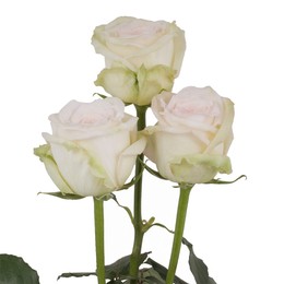 Rosa Gr White O’Hara ( Вайт О’Хара ) В60 Rosa Prima