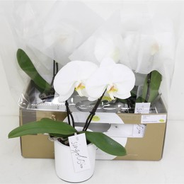 Фаленопсис Синголо Белый 2 стебля ( Phalaenopsis Singolo White 2 stem ) W 9 см H 40 см
