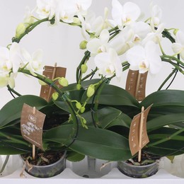 Фаленопсис Ов Белая Зеркальная Арка ( Phalaenopsis Ov White Spiegelboog ) W 12 см H 45 см