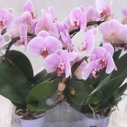 Фаленопсис Лунно-Розовый Особенный ( Phalaenopsis Moon Pink Special ) W 12 см H 45 см