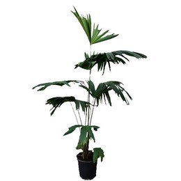 Карлудовица Пальмата ( Carludovica Palmata ) W 35 см H 250 см