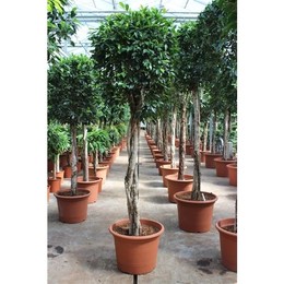Фикус Нитида ( Ficus Nitida ) W 55 см H 250 см