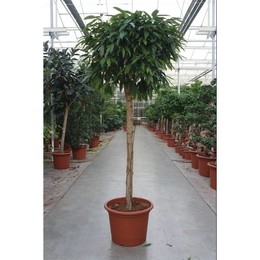 Фикус Амстел Кинг ( Ficus Amstel King ) W 55 см H 230 см