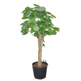 Фикус Зонтичный P55 ( Ficus Umbellata P55 ) W 55 см H 350 см