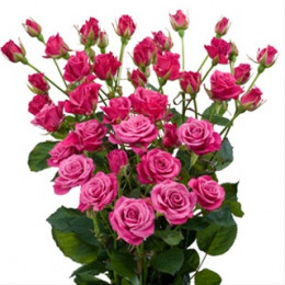 Rosa tr glorious (Роза тр Глориус) В50