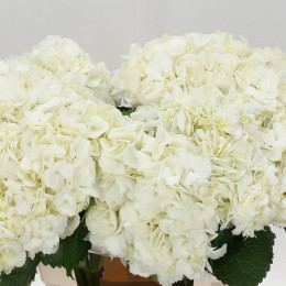 Hydrangea Mouilliere White (Гортензия Моуллире Вайт) В60