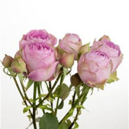 Rosa Tr Lavender Lace (Роза Тр Лавендер Лас) В60
