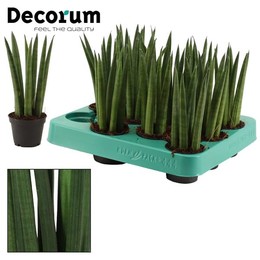 Сансевиерия Цилиндрическая 6 См прямая ( Sansevieria Cylindrica 6 Cm Straight (decorum) ) W 6 см H 1