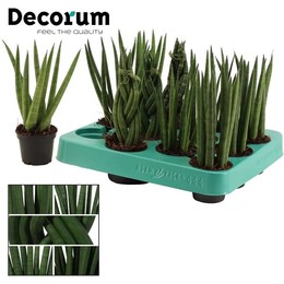 Сансевиерия Цилиндрическая 6 См Смешанная (приличная) ( Sansevieria Cylindrica 6 Cm Mixed (decorum)