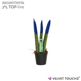 Сансевиерия Бархатное прикосновение ( Sansevieria Velvet Touchz Blue ) W 6 см H 18 см