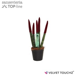 Сансевиерия Бархатное прикосновение ( Sansevieria Velvet Touchz Bordeaux ) W 6 см H 18 см