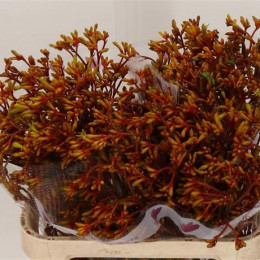 Anigozanthos Orange Fever (Анигозантус Оранж Фивер) В80