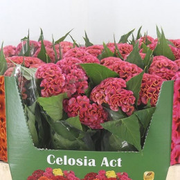 Celosia C Act Ziva (Целозия Акт Цива) В75