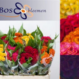 Celosia mix in bucket (Целозия микс ин букет) В75