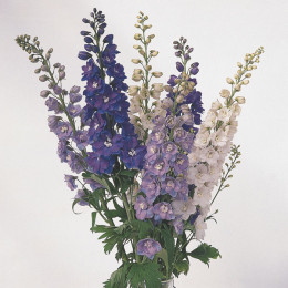 Delphinium mix (Дельфиниум микс) B80