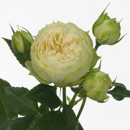 Rosa tr blanchette(Роза Тр Бланшетт) В70