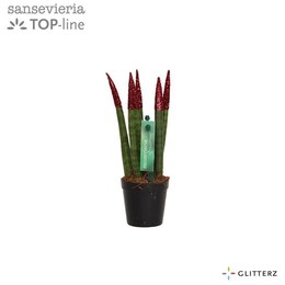 Сансевиерия Бархатное прикосновение ( Sansevieria Velvet Touchz Glitterz Red ) W 6 см H 18 см