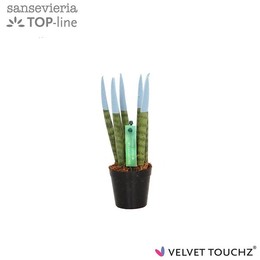 Сансевиерия Бархатное прикосновение ( Sansevieria Velvet Touchz Pastel Blue ) W 6 см H 18 см