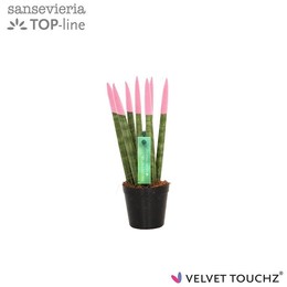 Сансевиерия Бархатное прикосновение ( Sansevieria Velvet Touchz Pastel Pink ) W 6 см H 18 см