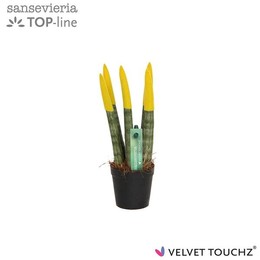 Сансевиерия Бархатное прикосновение ( Sansevieria Velvet Touchz Yellow ) W 6 см H 18 см