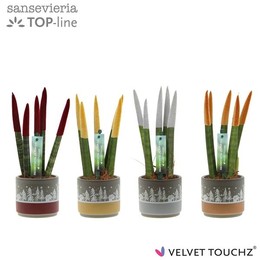 Бархатное прикосновение Сансевиерии.... металлик, смешанный с керамикой ( Sansevieria Velvet Touch M