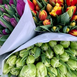 Тюльпаны Микс Экстра (Tulips mix Extra), пр-ва Наро-Фоминск