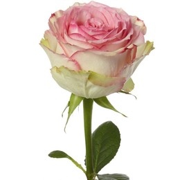 Rose Esperance (Роза Пинк Эсперанс) В70 Star Roses