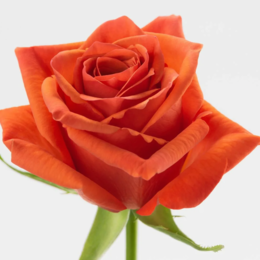 Rosa Hilux ( Хайлюкс ) В70 Star Roses