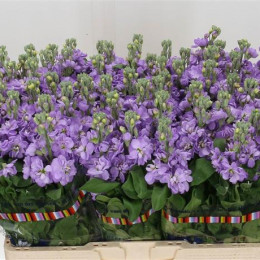 Matthiola Stocks Lavender (Маттиола Стокс Лавендер) В60