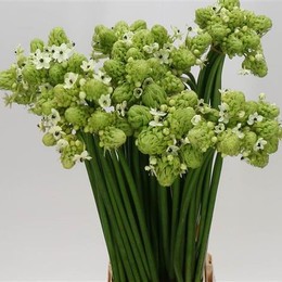 Ornithogalum Saundersiae (Орнитогалум Саундерсай) В75