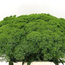 Trachelium Briba Green (Трахелиум Бриба Грин) В40