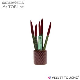 Сансевиерия Бархатный Оттенок Бордовый С Точечным Керамогранитом ( Sansevieria Velvet Touchz Bordeau