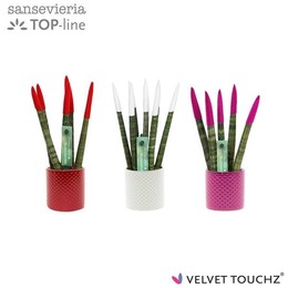 Сансевиерия Бархатное Прикосновение Испорченная Любовь С Керами ( Sansevieria Velvet Touchz Tainted