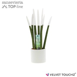 Сансевиерия Бархатное прикосновениеz белая с точками керамика ( Sansevieria Velvet Touchz White Met