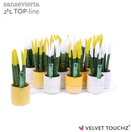Sansevieria Velvet Touchz ④ Пасхальный белый / желтый в горошек ( Sansevieria Velvet Touchz Easter W